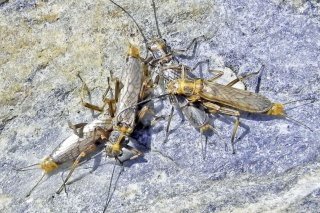 La Suisse abrite une grande diversité de plécoptères. Swiss Systematics Society